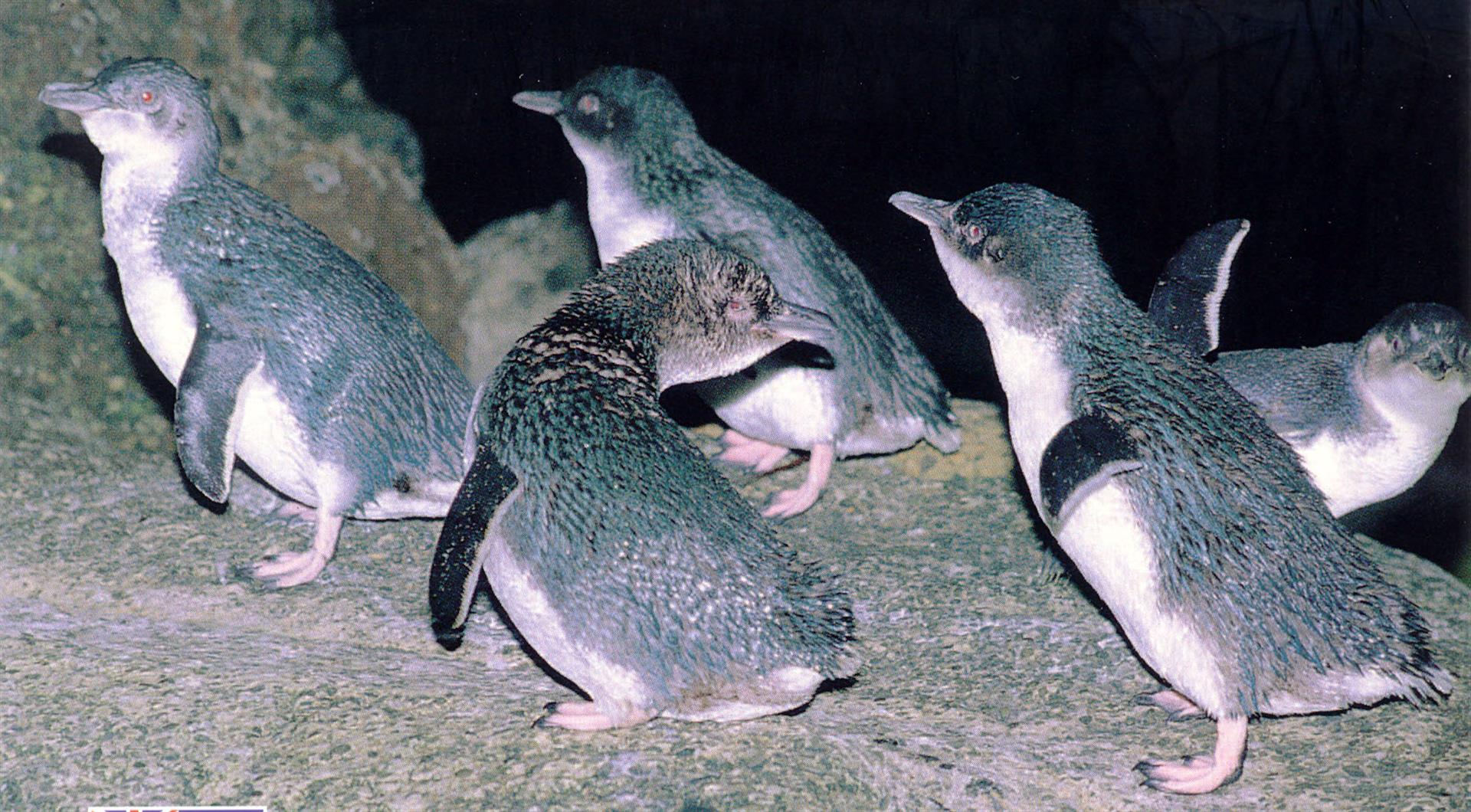 Blue Penguins