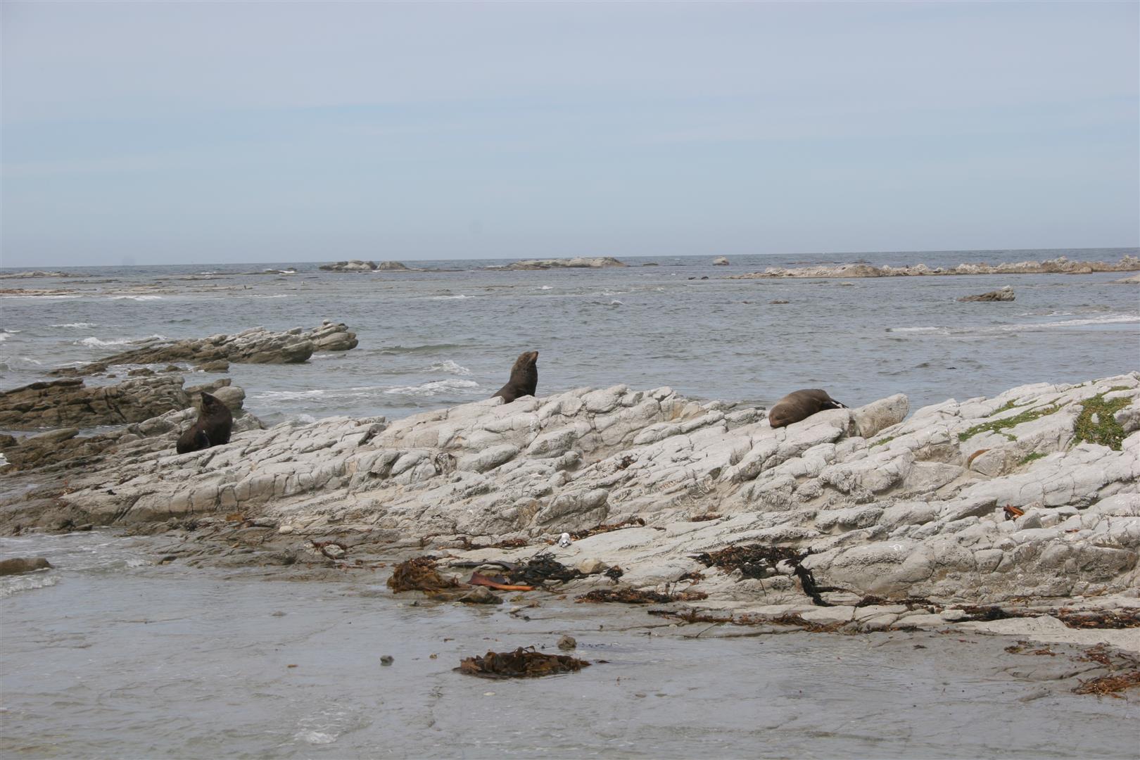 Seals in Kaikoura