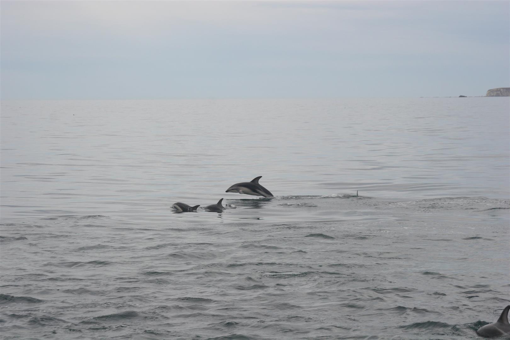 Dusky dolphins
