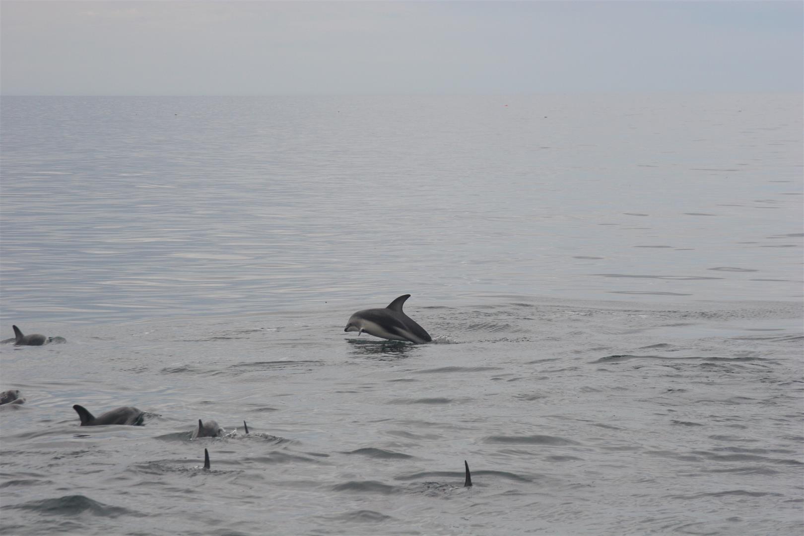 Dusky dolphins
