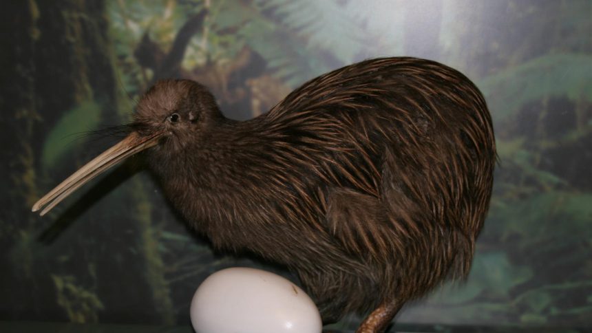 Kiwi
