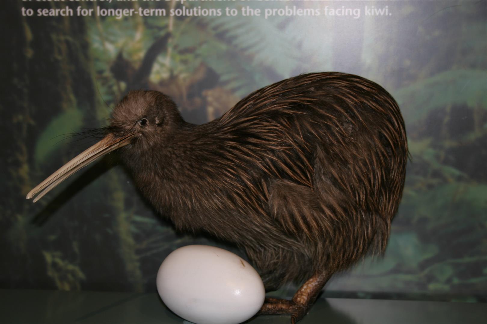 Kiwi