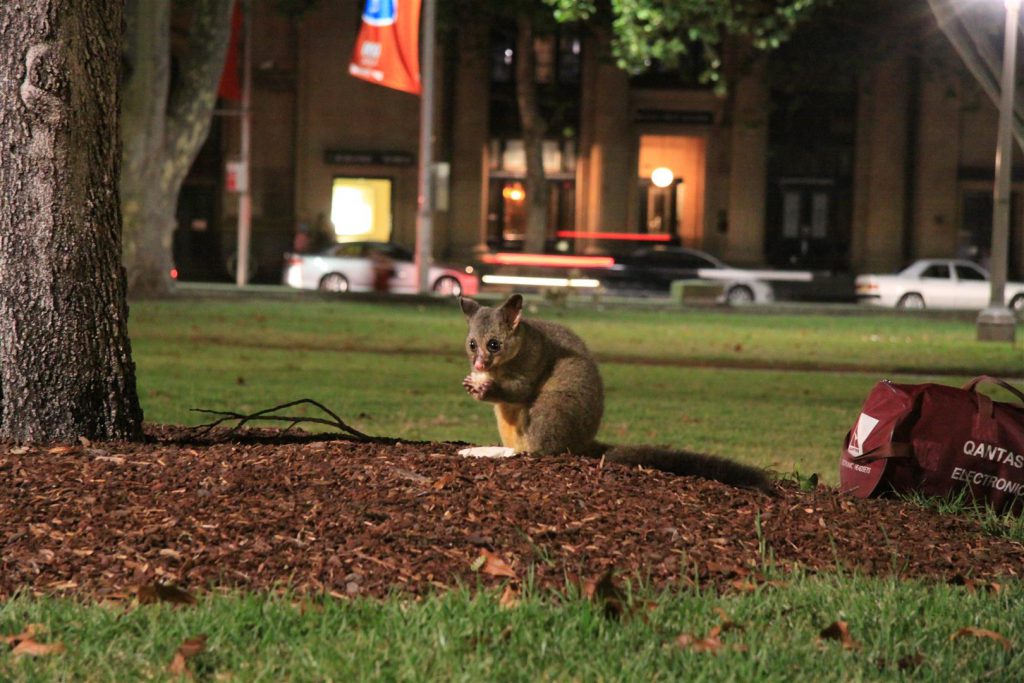 Opossum in Sydney park