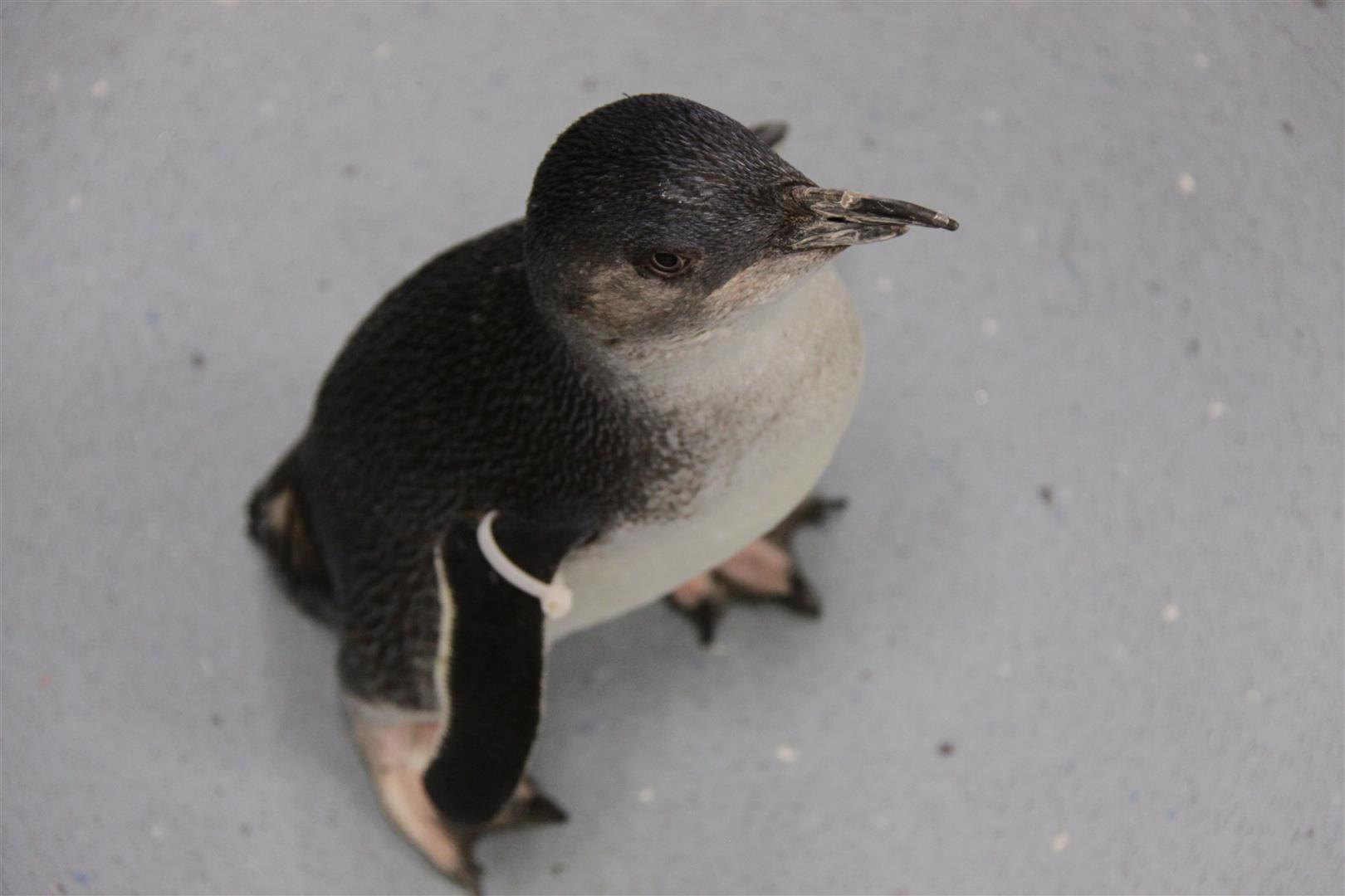 Blue Penguin in Arctic Centre, Christchurch