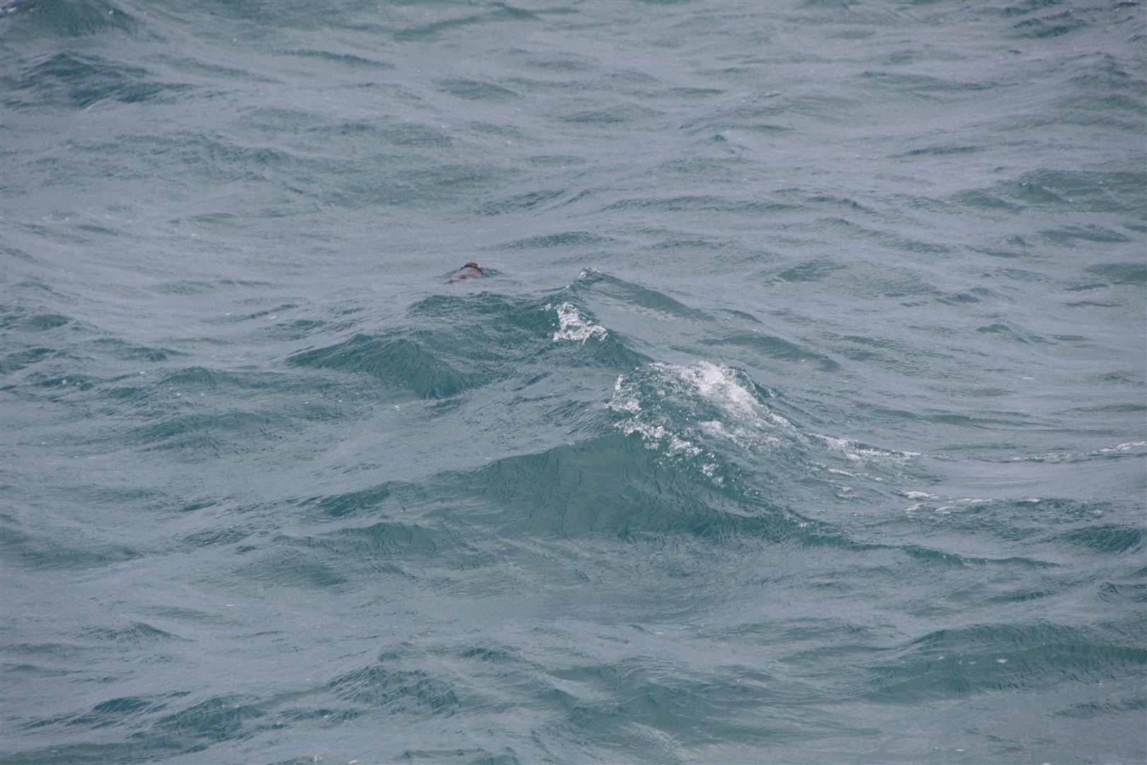 Blue penguin in the wild