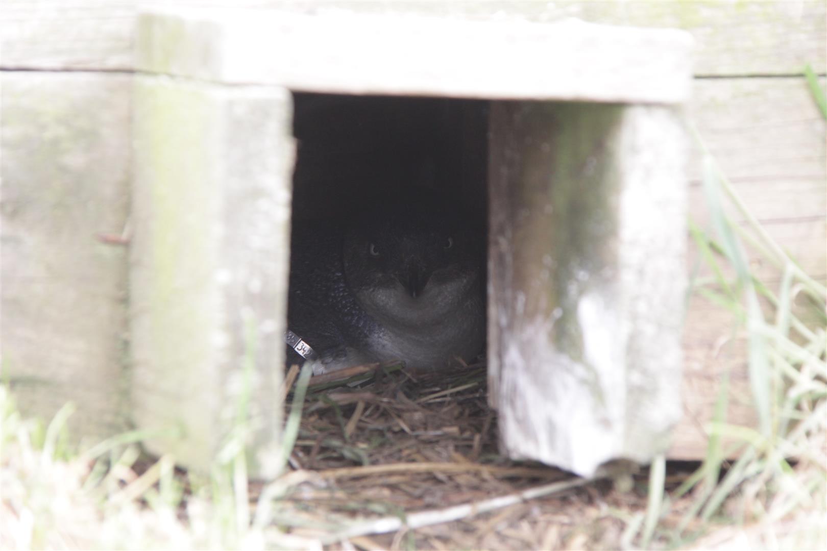 Little Blue penguin on the nest