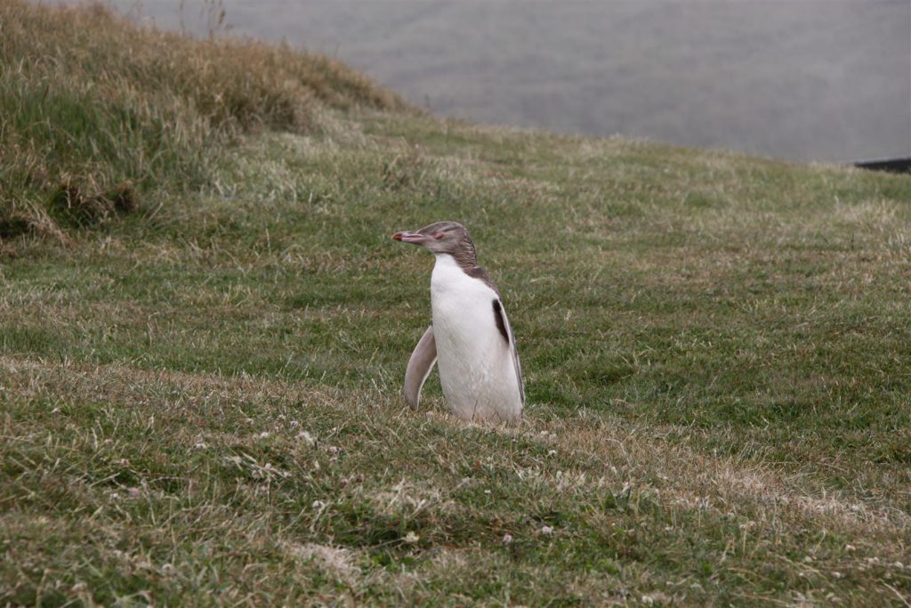 Yellow Eyed penguin