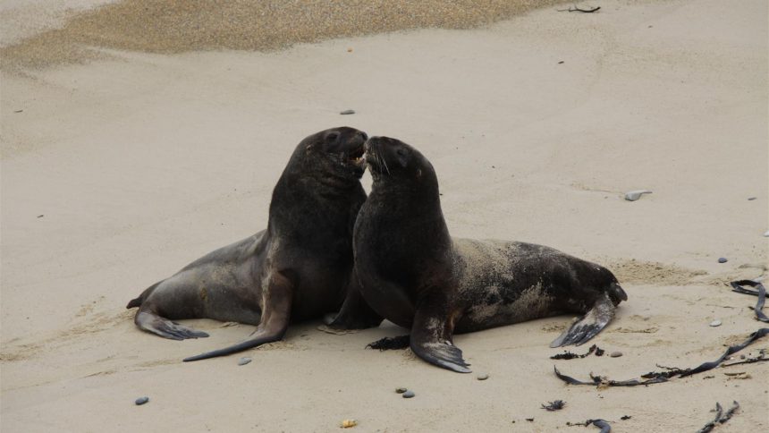 Seals on the beach