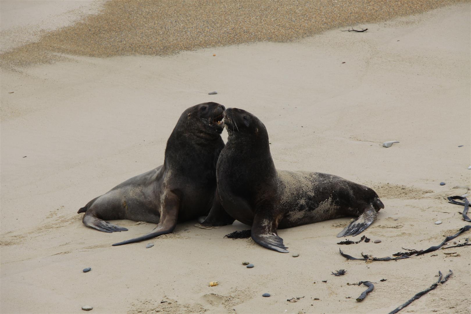 Seals on the beach
