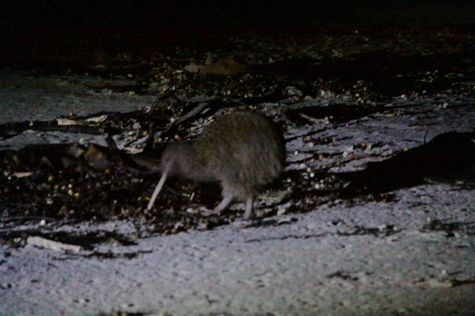 Kiwi on the beach