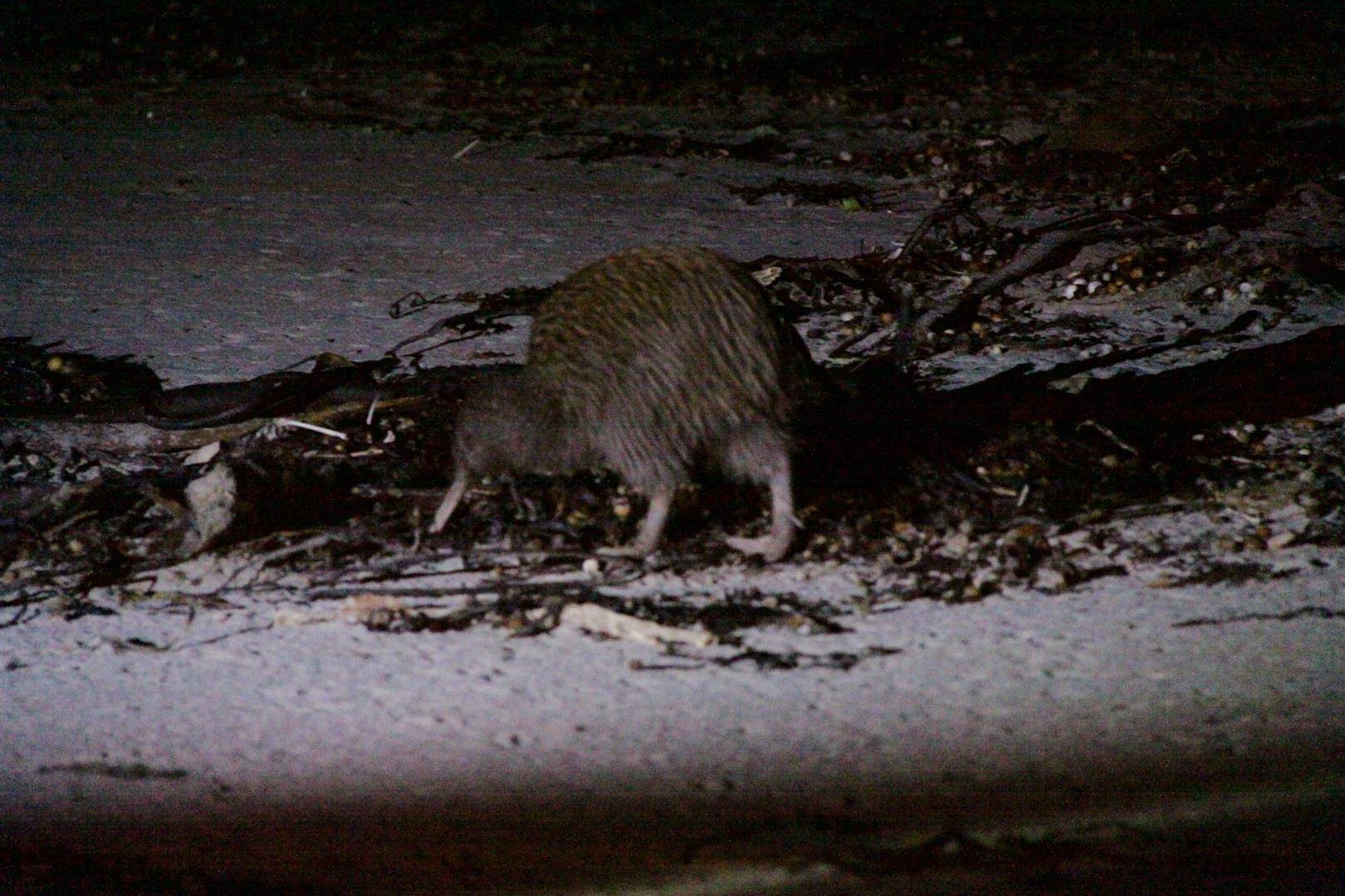 Kiwi on the beach