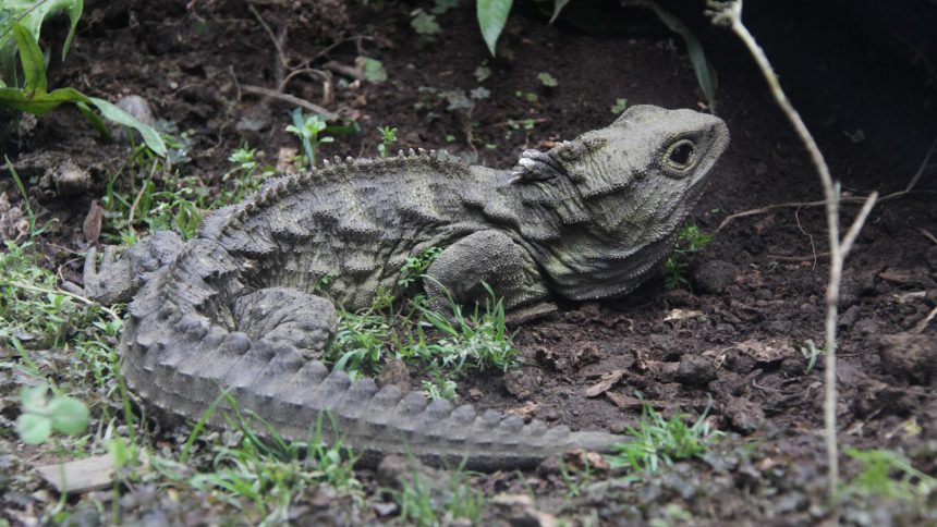 Tuatara