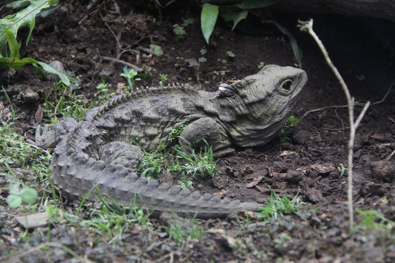 Tuatara