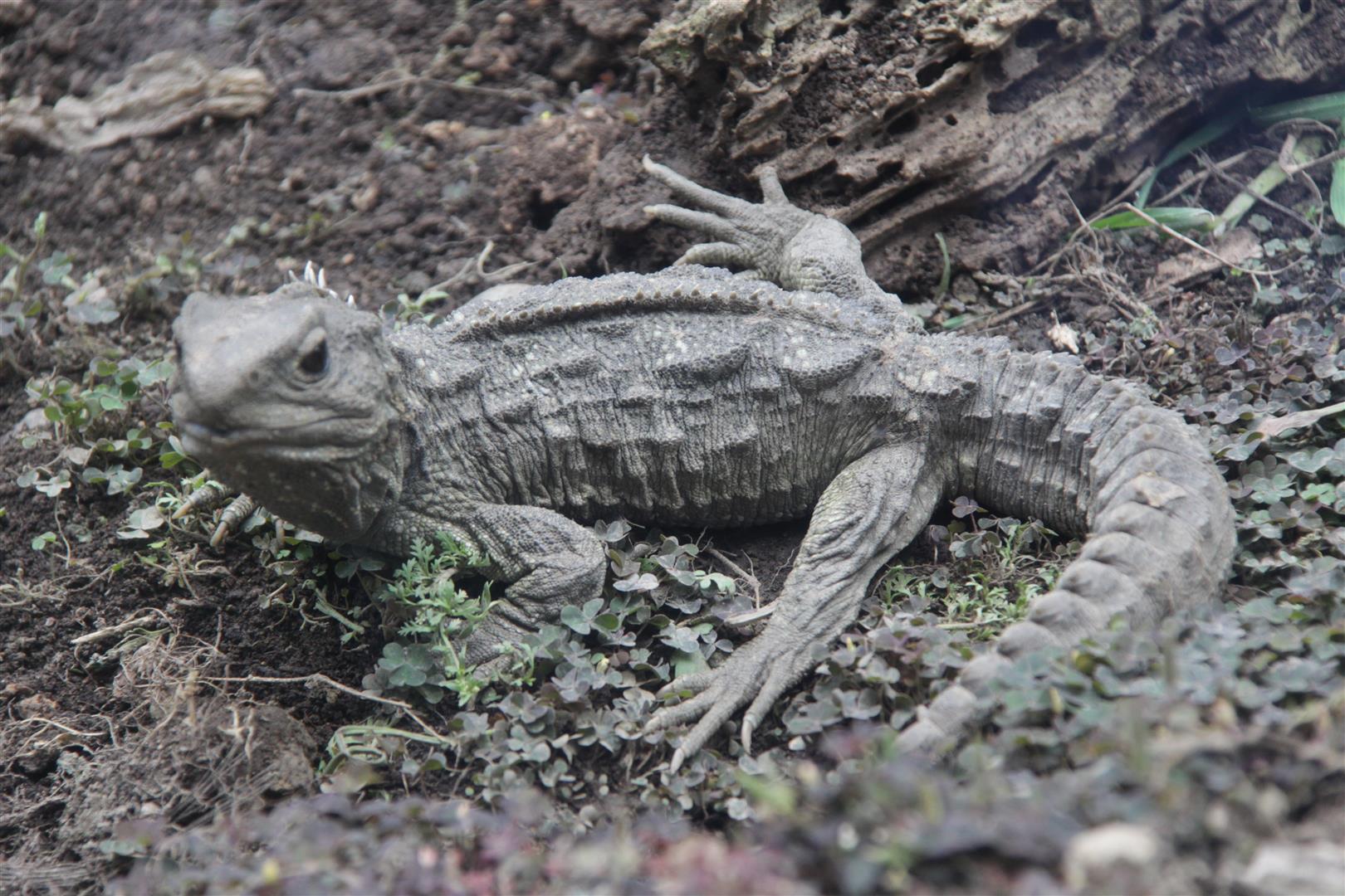 Young Tuatara