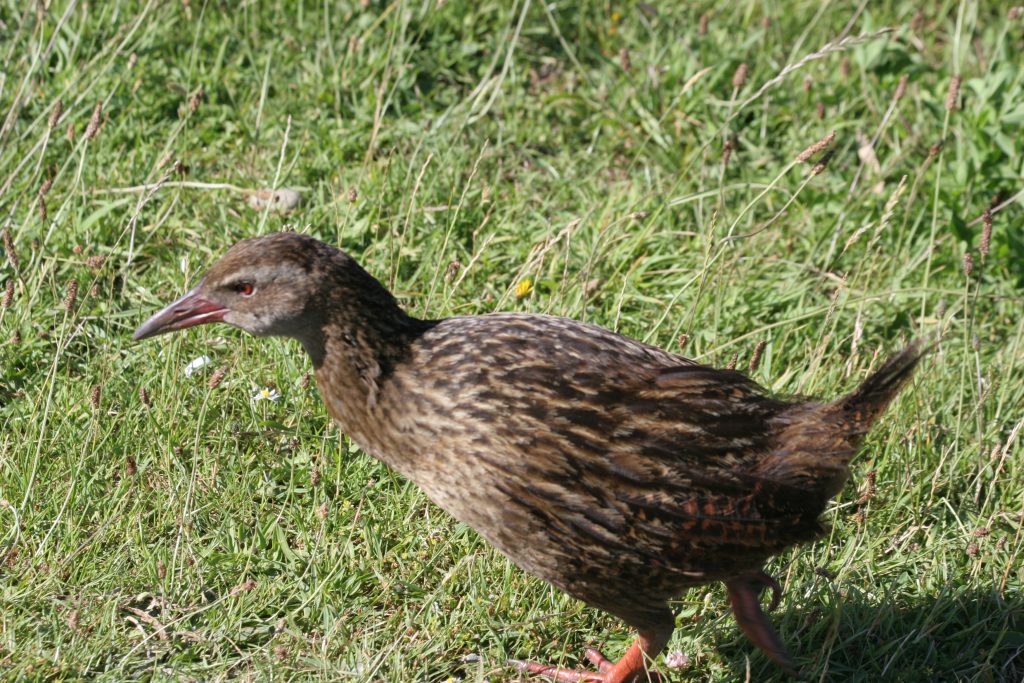 Weka bij Foulwind bay